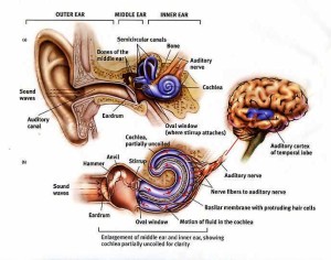 Ear_Diagram