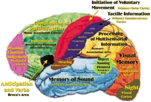 brain3 localization